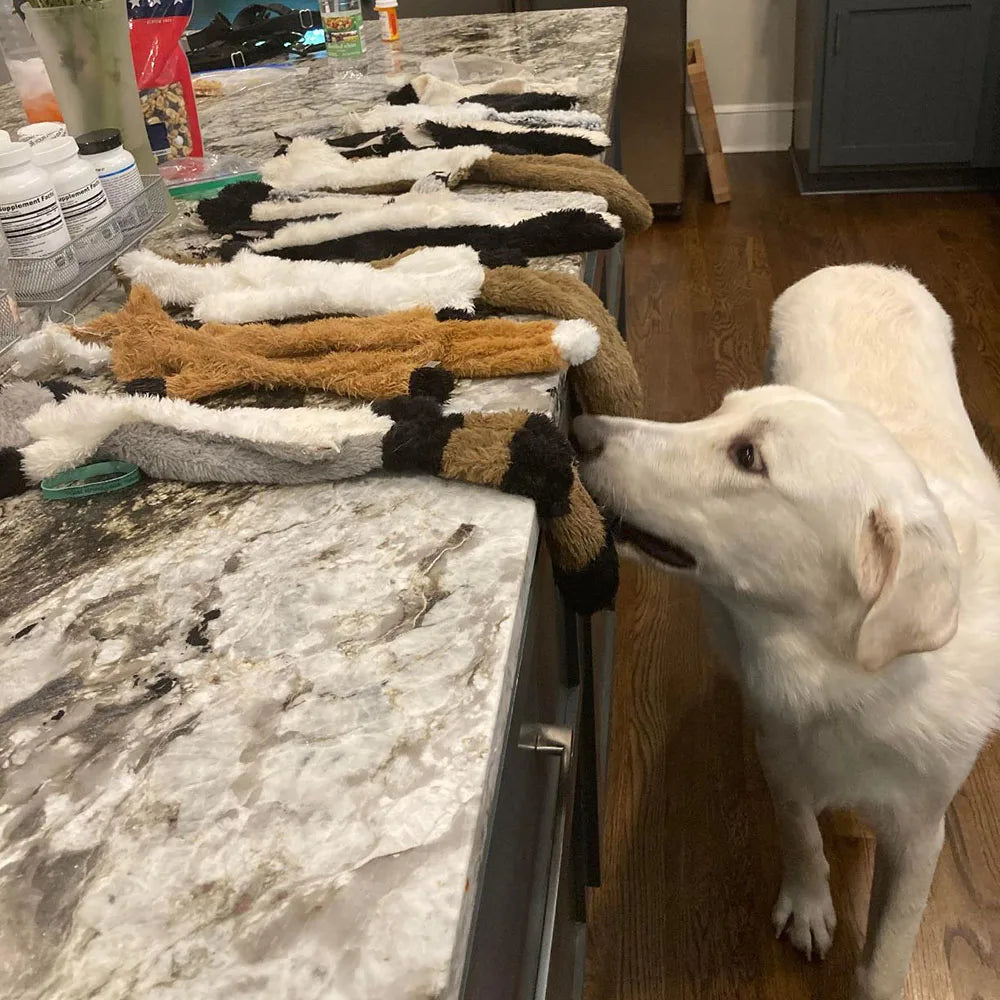 Stuffing-Free Squeaky Animal Dog Toy – Raccoon, Squirrel, Fox & More!