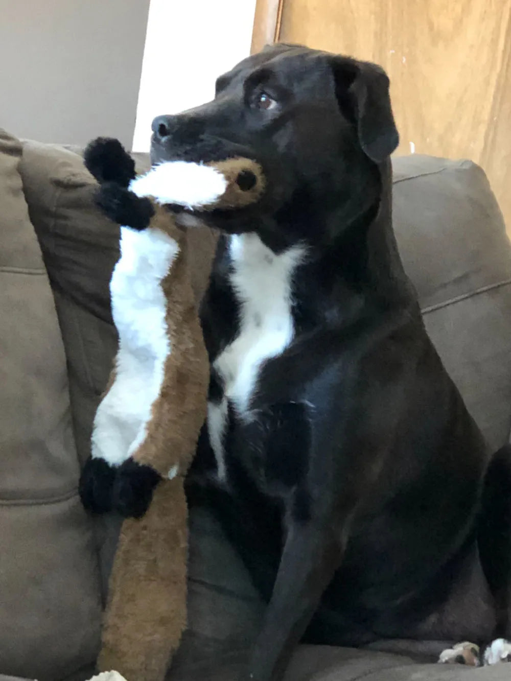 Stuffing-Free Squeaky Animal Dog Toy – Raccoon, Squirrel, Fox & More!